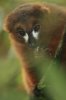 lemurvermell.jpg