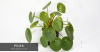 pilea peperomioides.png