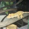 Venta Gecko Crestado