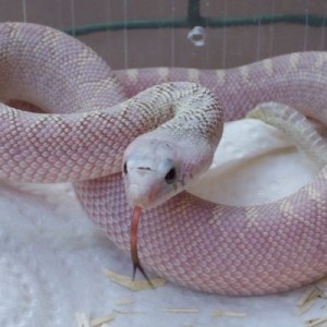 Pituophis melanoleucus sayi silver ghost