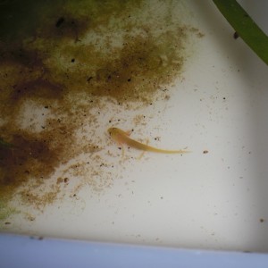 Neurergus kaiseri - Larva