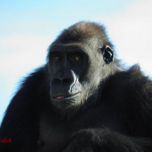 Gorila hembra