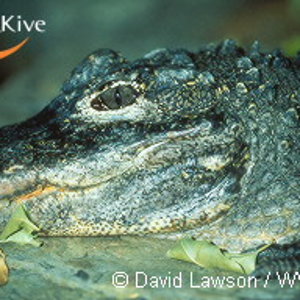 medium-Chinese-alligator.jpg