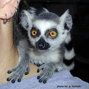 lemur_ringtail4.jpg