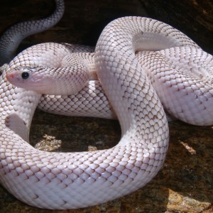 Axanthic "White Sided"