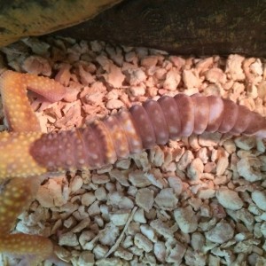 cola gecko