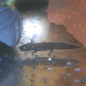 Larva Paramesotriton chinensis