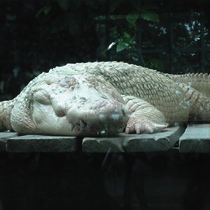 alligator albino.jpg