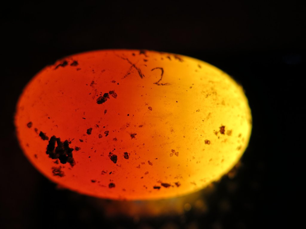 Ovoscopia huevos geochelone elegans