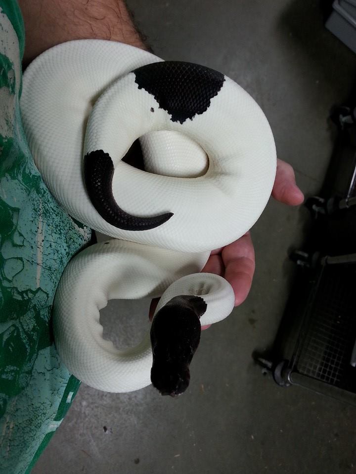 Panda Pied