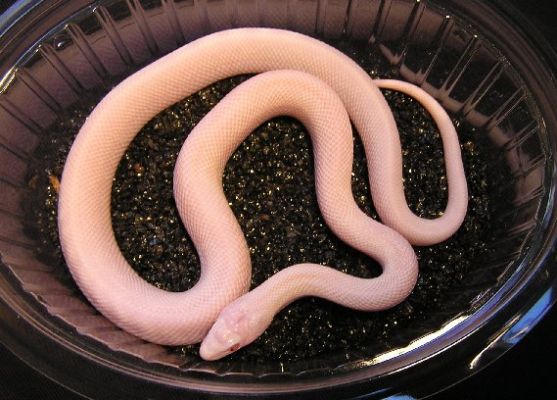 pituophis catenifer affinis blizzard 2