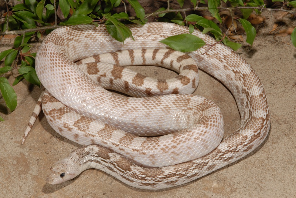 pituophis catenifer ghost