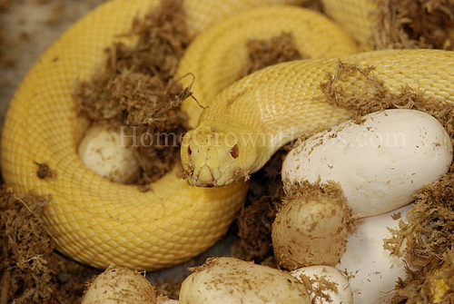 Pituophis melanoleucus sayi albino speckled paternless