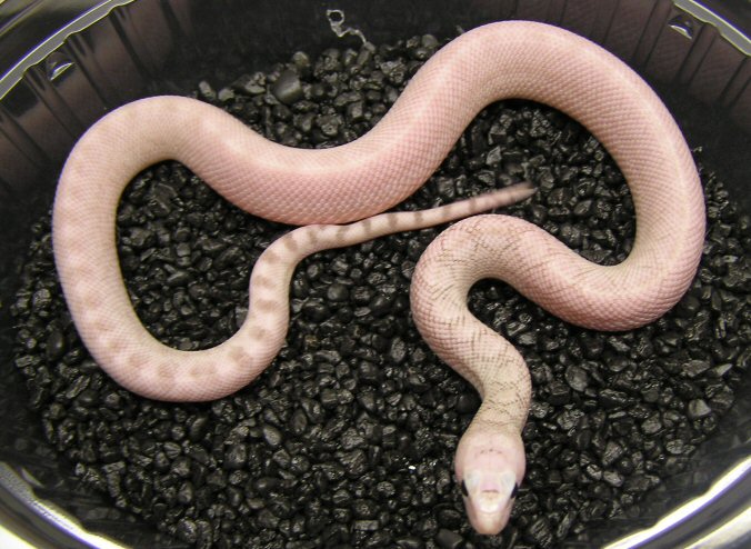 Pituophis melanoleucus sayi ghost patternless (ivory x ghost)