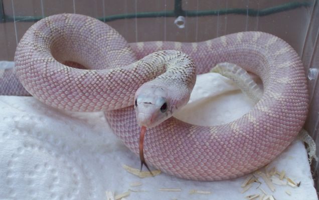 Pituophis melanoleucus sayi silver ghost