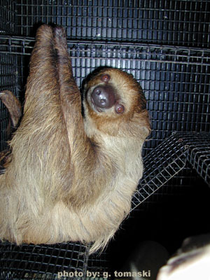 sloth1.jpg