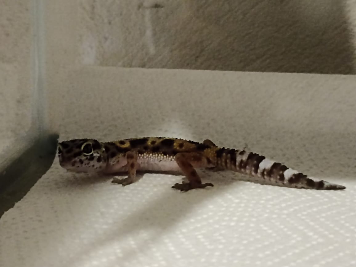 geck1.jpg