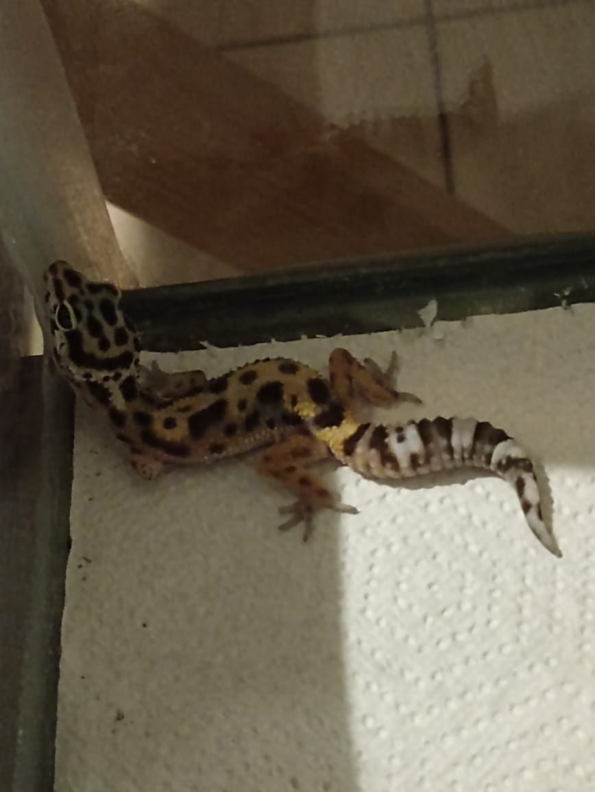 geck2.jpg