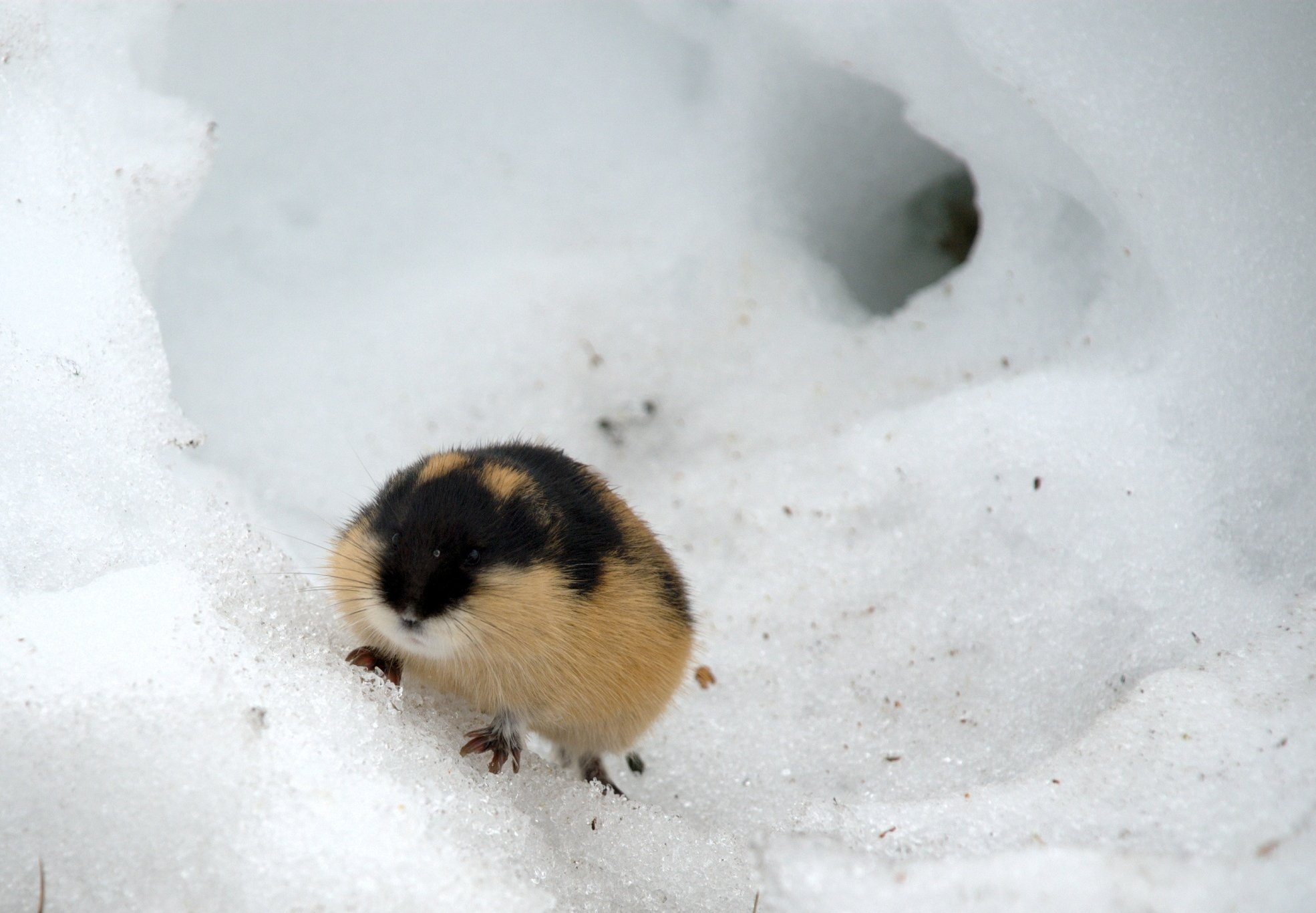 Lemmus lemmus (Lemming de Noruega).jpg