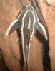 platydoras_costatus_striped_raphael_catfish2319.jpg