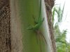 anolis1.jpg