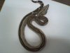 boa c. imperator striped 00.jpg