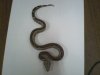 boa c. imperator striped 01.jpg