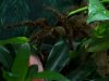 Terrarium Theraphosa1.JPG