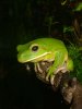 litoria.jpg