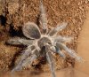 phormictopus antillensis2.JPG