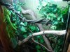 phelsuma 006.jpg