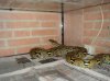 PYTHON RETICULATUS (2).JPG