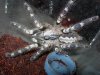 Poecilotheria regalis.jpg