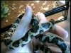 guttata X Lampropeltis californiae..JPG