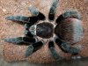 Brachypelma vagans macho.jpg