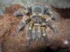 Grammostola aureostriata macho.jpg