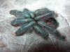 Avicularia avicularia recien mudada.jpg