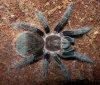 Brachypelma albopilosa.jpg