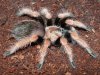 Brachypelma boehmei.jpg