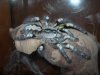 Poecilotheria regalis.jpg