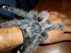 AVICULARIA METALICA.jpg