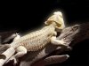 Pogona Vitticeps.jpg