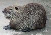 Nutria.JPG