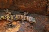 020641_velvet_gecko.jpg