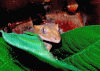 geckomacro1.gif