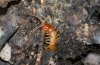 lithobius-forficatus.jpg