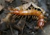 lithobius-forficatus2.jpg