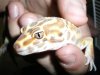 Het. Aptor Banded Albino, eye.JPG