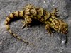 GeckolepisMaculata-juv.jpg