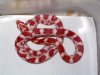 milksnake hembra.jpg